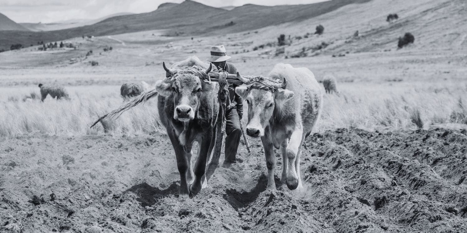 Buoi lavoro agricolo