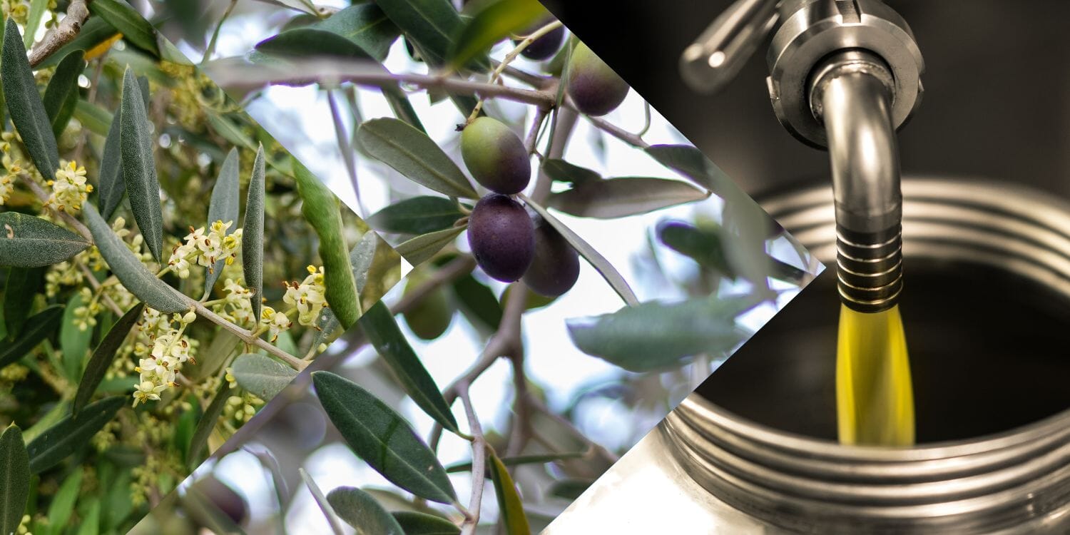 Produzione olio d'oliva